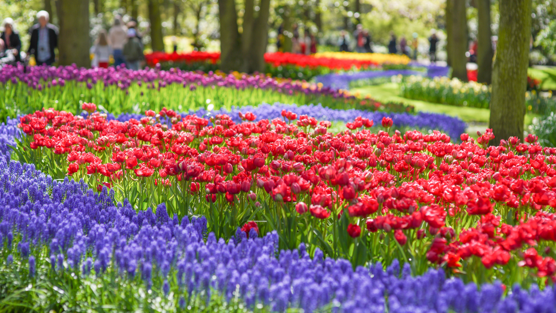 Keukenhof